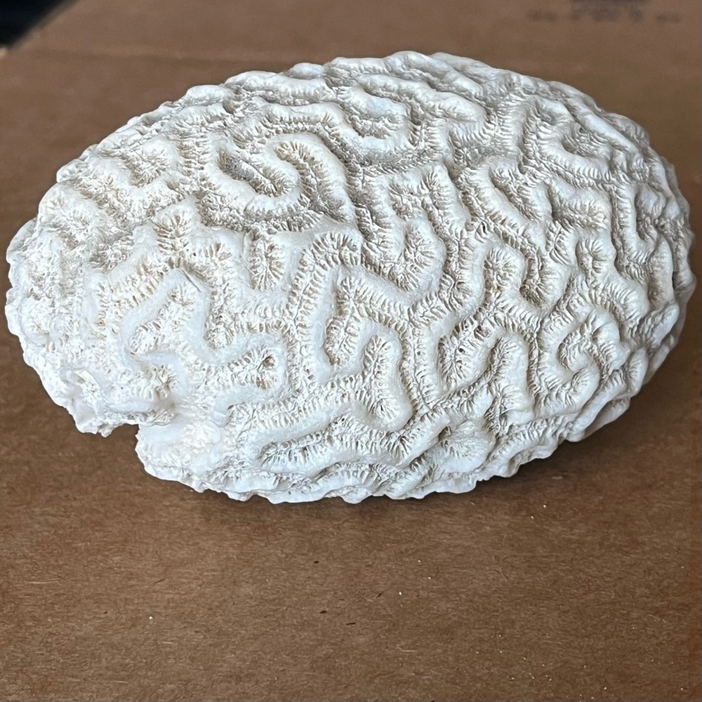 White Brain Coral Fossil? Specimen - 4”x3.5”x2.5”